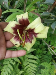 Lilium nepalense