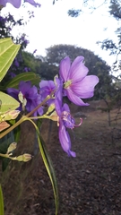 Pleroma candolleanum