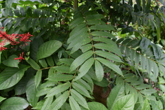 Zanthoxylum martinicense