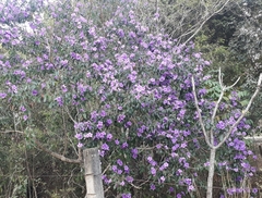 Pleroma candolleanum