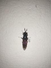 Stratiomyidae