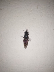 Stratiomyidae