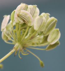 Peucedanum austriacum