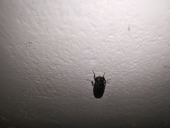 Stratiomyidae