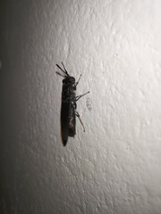 Stratiomyidae