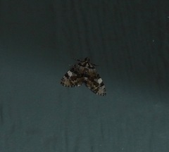 Heterochasta lasioplaca