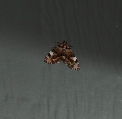 Heterochasta lasioplaca