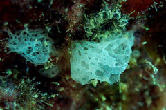 Clathrina