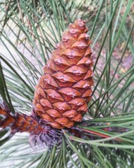 Pinus nigra