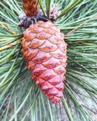 Pinus nigra
