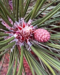 Pinus nigra