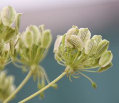 Peucedanum austriacum