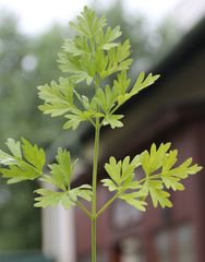 Peucedanum austriacum