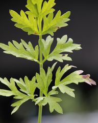 Peucedanum austriacum