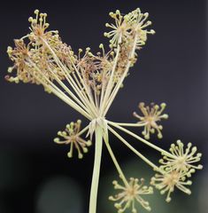 Peucedanum austriacum