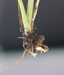 Peucedanum austriacum