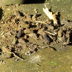 Hemideina crassidens