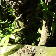 Hemideina crassidens