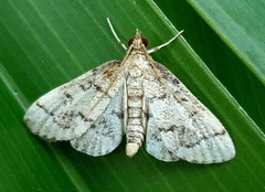 Metasia ophialis
