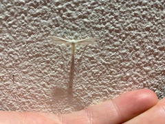 Pterophorus pentadactyla
