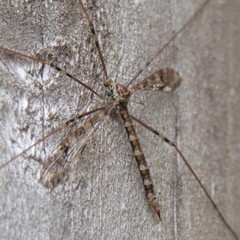 Austrolimnophila argus