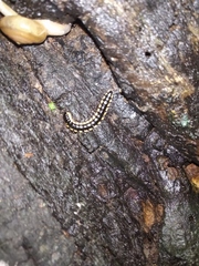 Polydesmida