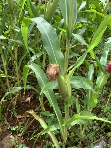 Maize