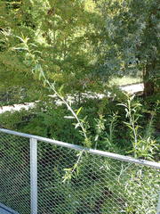 Salix daphnoides