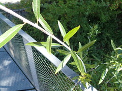 Salix daphnoides
