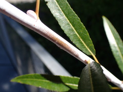 Salix daphnoides