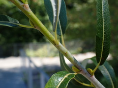 Salix daphnoides