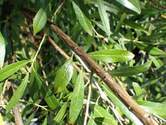 Salix daphnoides