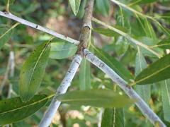 Salix daphnoides