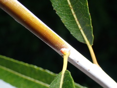 Salix daphnoides