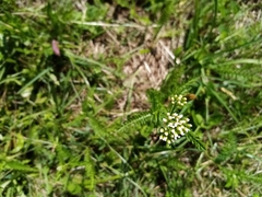Lepidium campestre