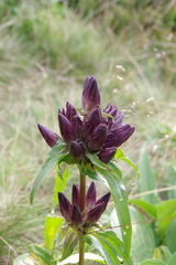 Gentiana pannonica