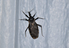 Triatoma gerstaeckeri