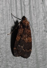 Hydrillodes funestalis