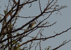Pogoniulus chrysoconus