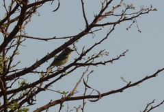 Pogoniulus chrysoconus