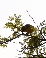 Ploceus velatus