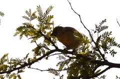 Ploceus velatus