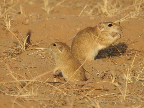 Indian Desert Gerbil