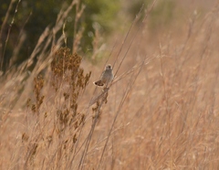 Cisticola juncidis
