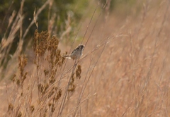 Cisticola juncidis