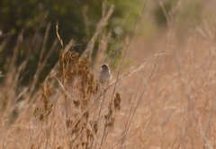 Cisticola juncidis