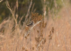 Cisticola juncidis