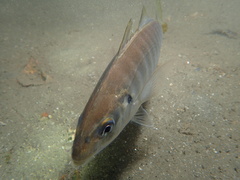 Pseudocaranx