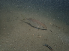 Pseudocaranx