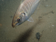 Pseudocaranx